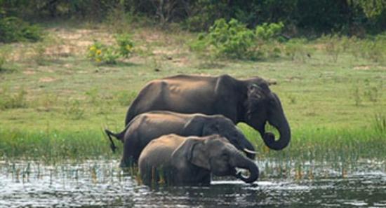 Yala National Park Blocks To Close Temporarily